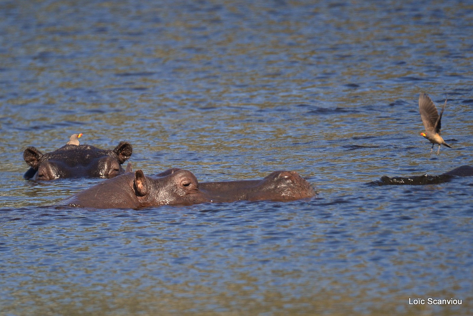 Hippopotame amphibie/Hippopotamus (2)