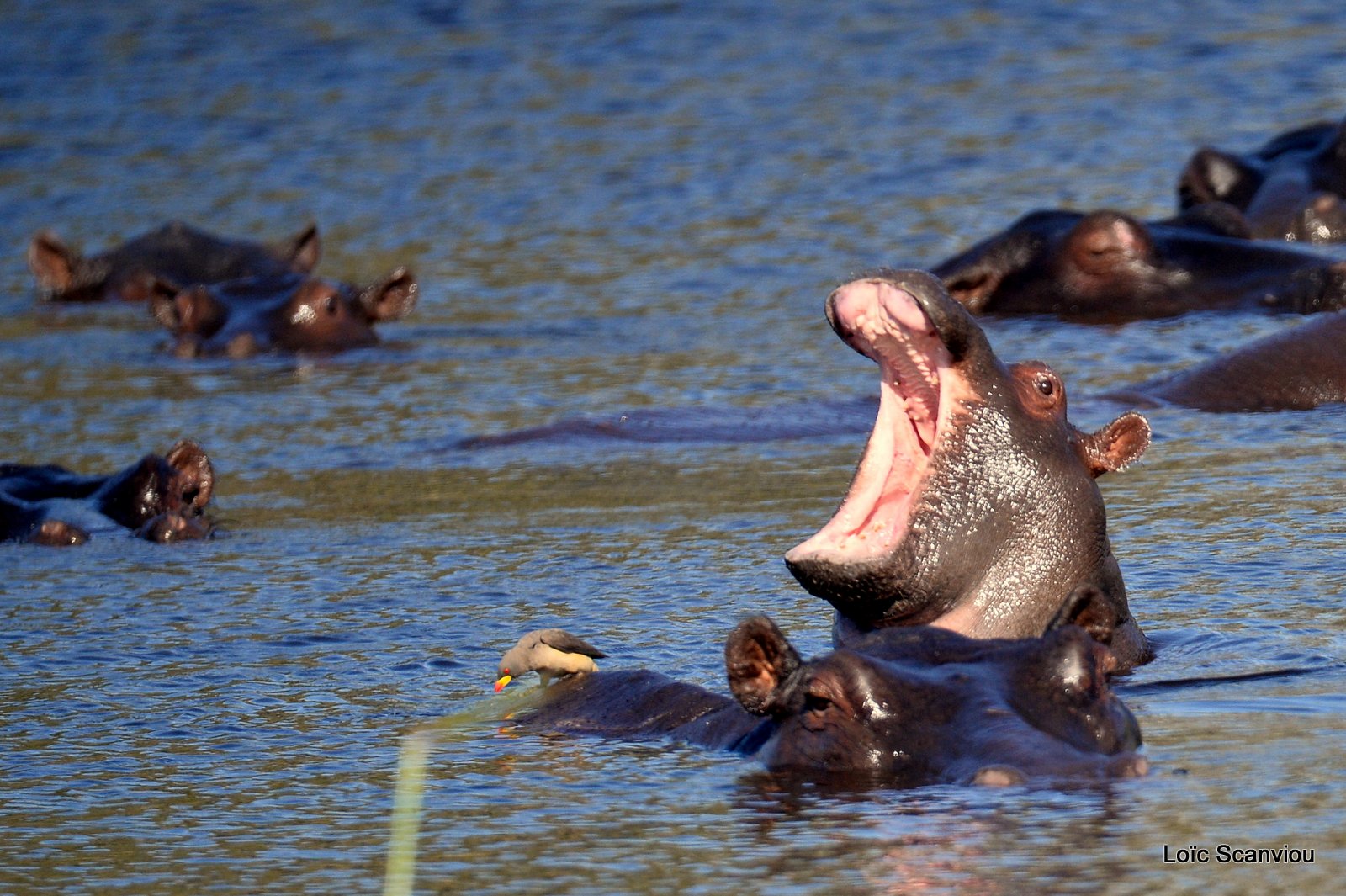 Hippopotame amphibie/Hippopotamus (3)