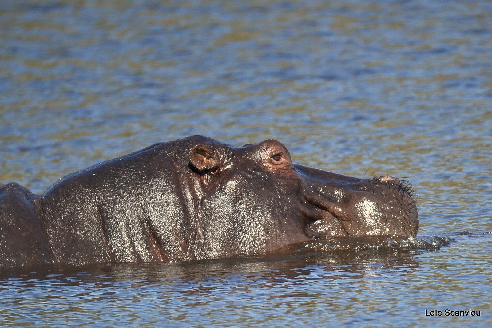 Hippopotame amphibie/Hippopotamus (4)