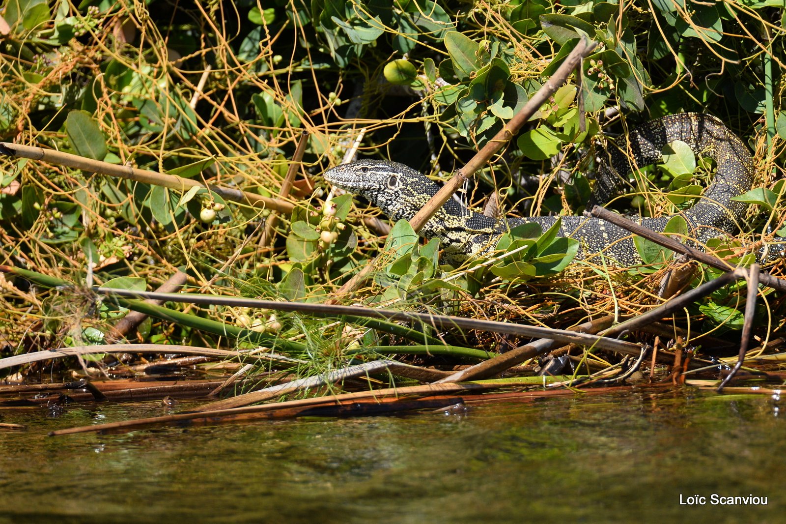 Varan du Nil/Nile Monitor Lizard (1)