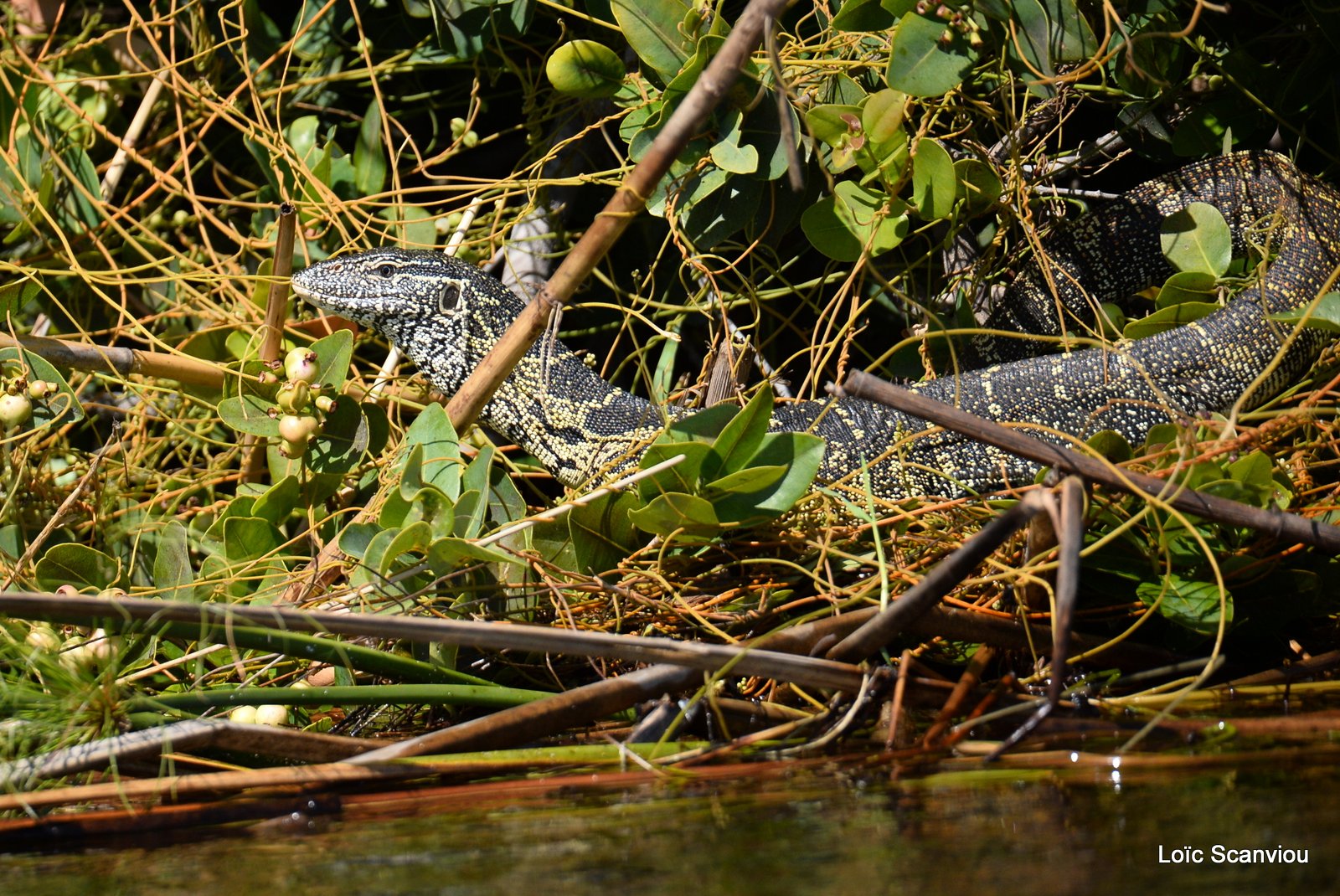 Varan du Nil/Nile Monitor Lizard (2)