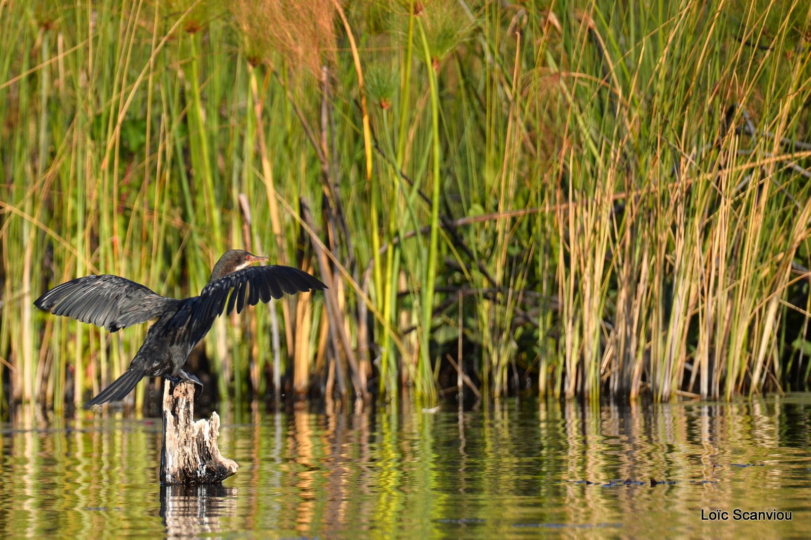 Cormoran africain/Reed Cormorant (1)