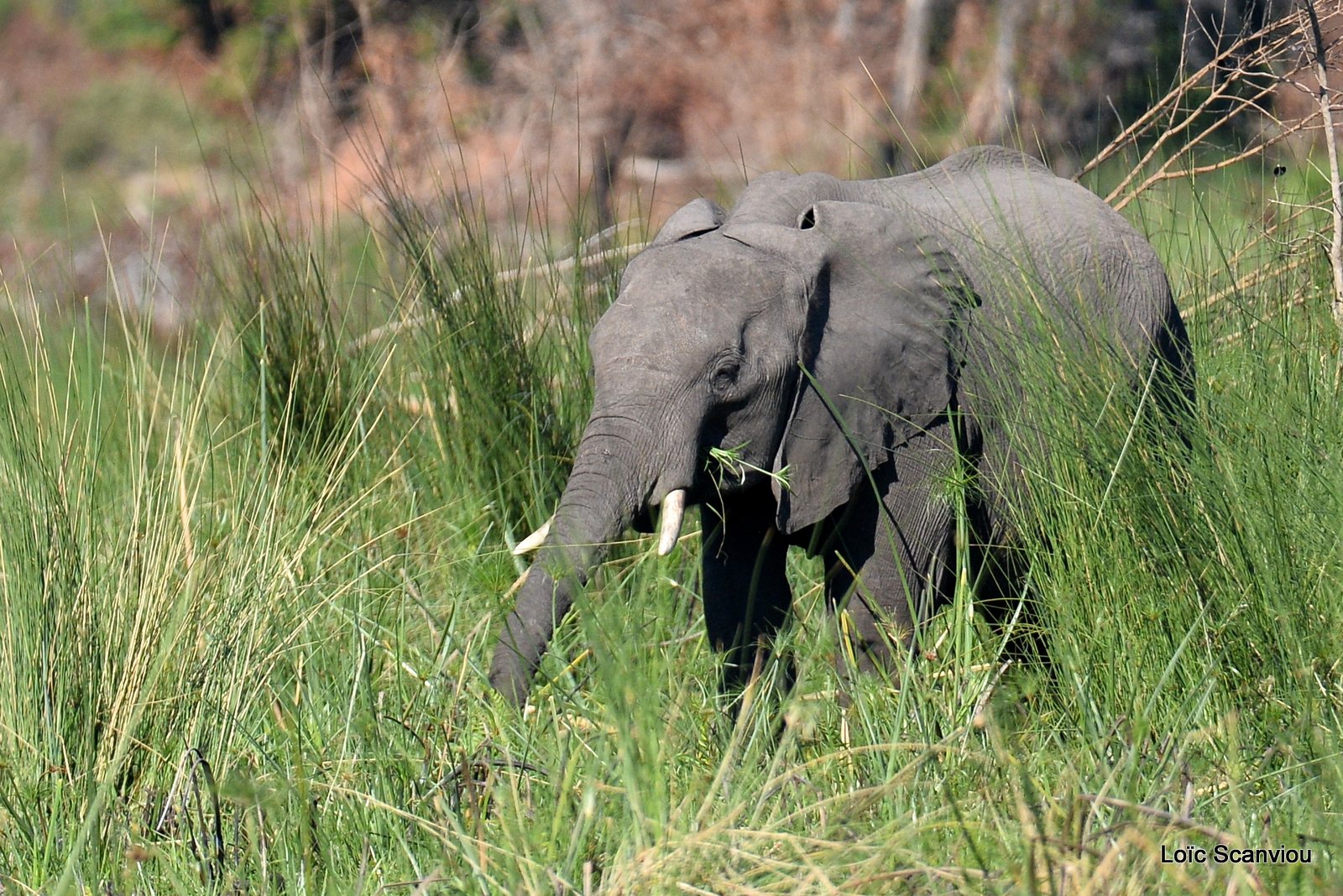 Eléphant d'Afrique/African Elephant (12)
