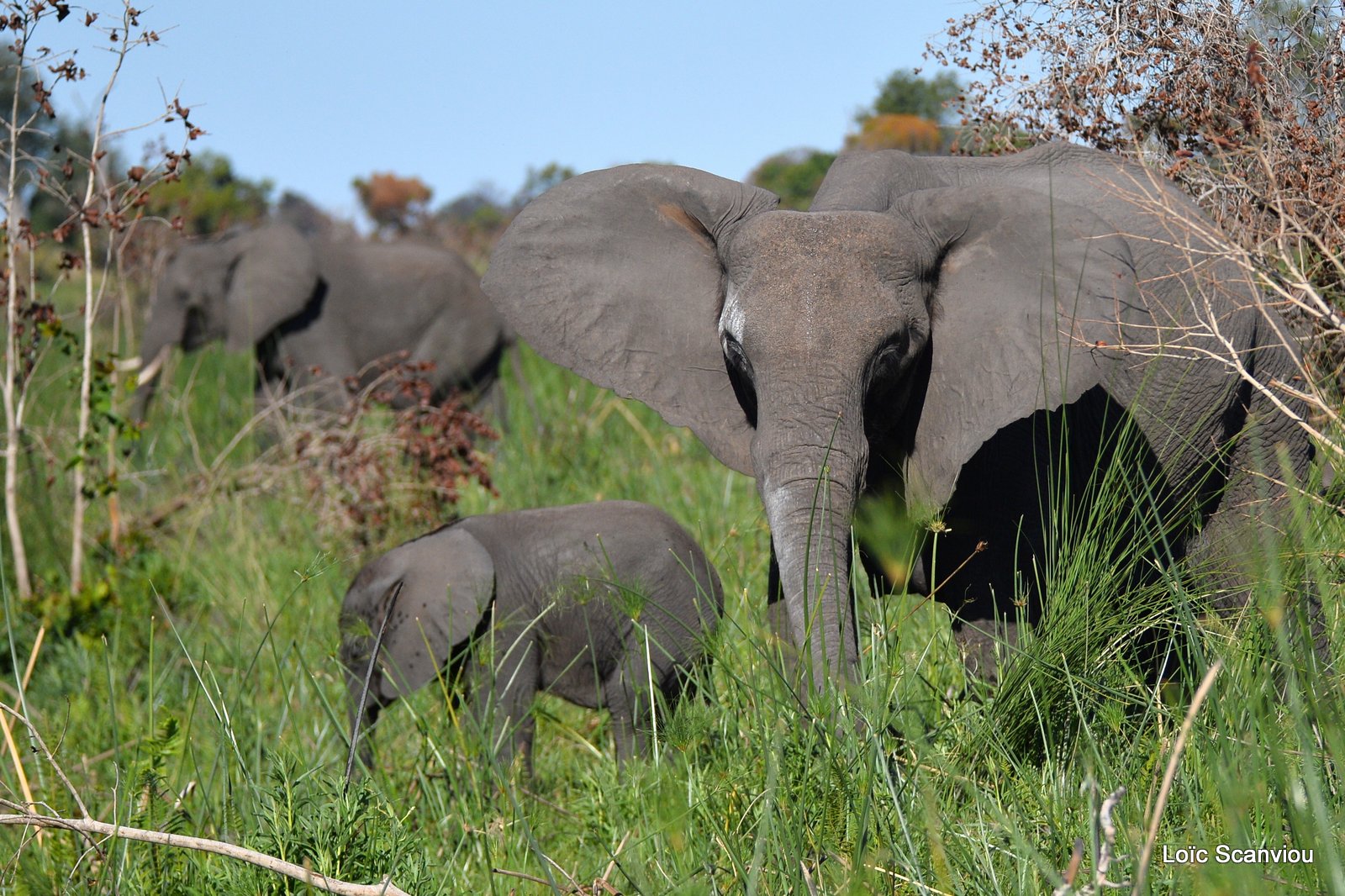 Eléphant d'Afrique/African Elephant (13)