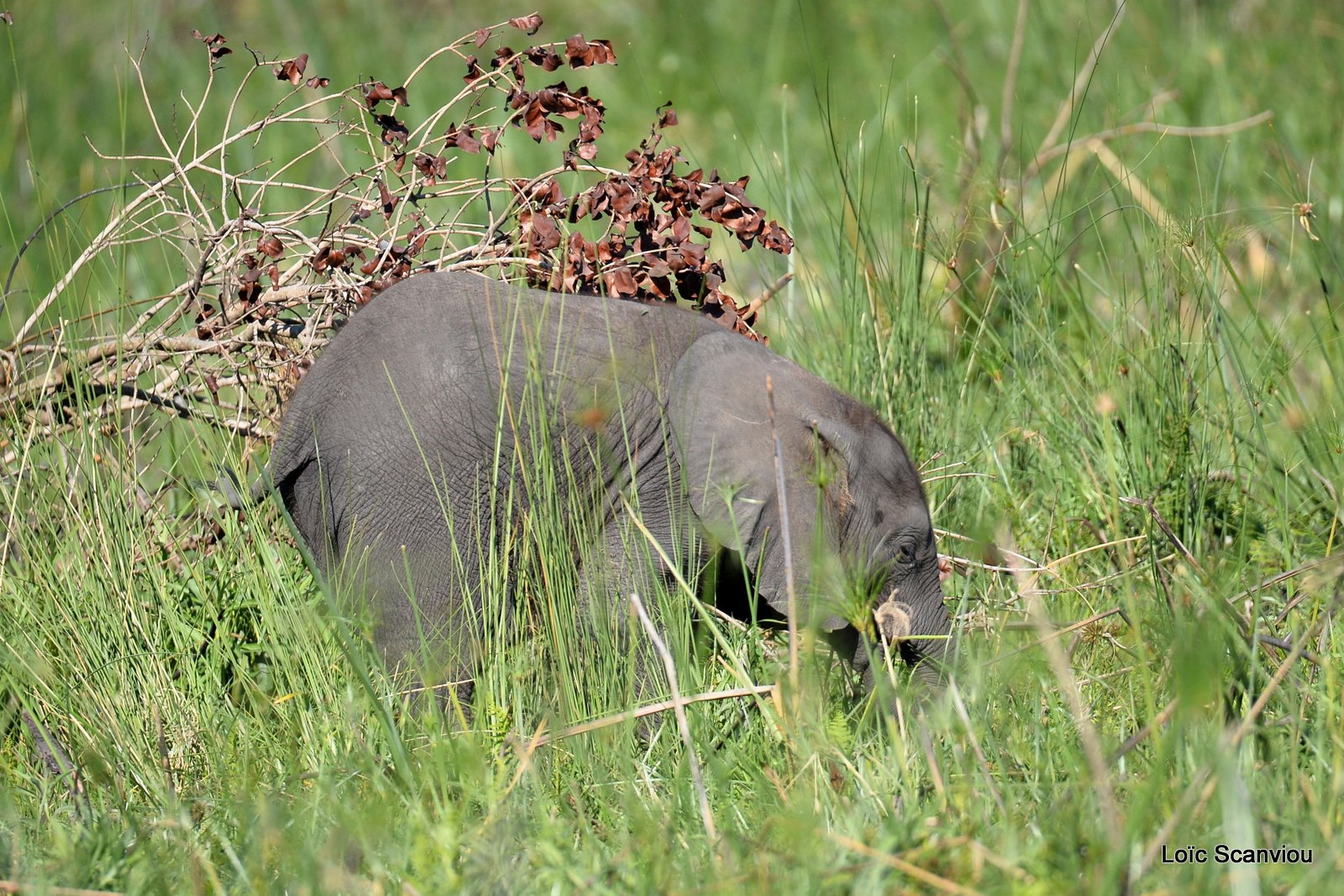 Eléphant d'Afrique/African Elephant (15)