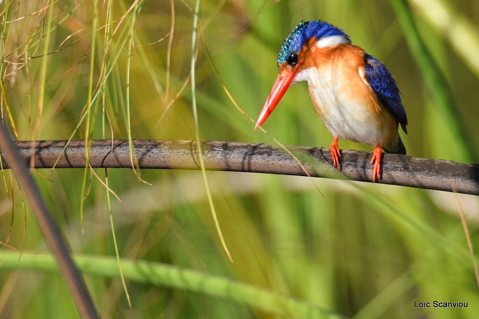 Martin-pêcheur huppé/Malachite Kingfisher (3)