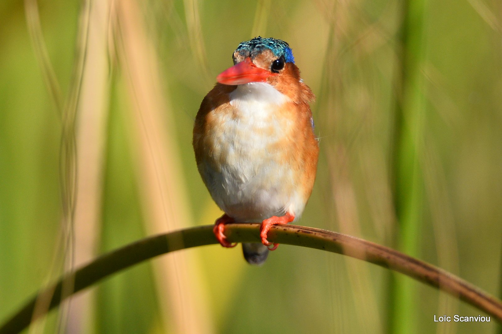 Martin-pêcheur huppé/Malachite Kingfisher (4)