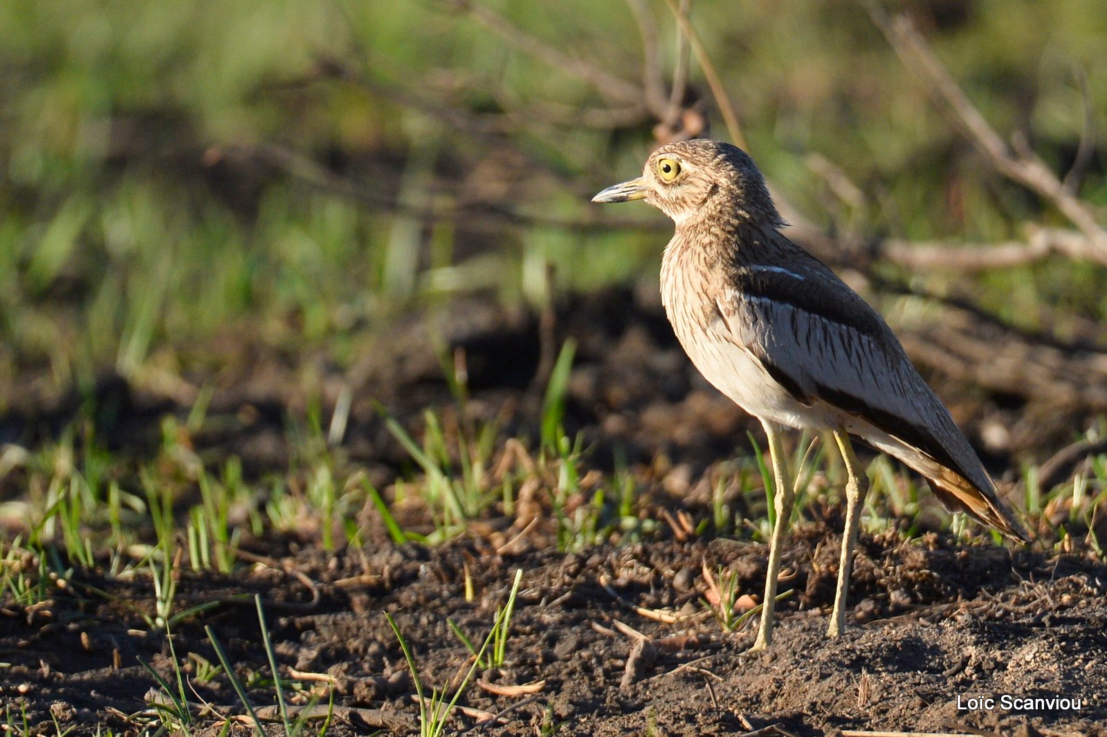 Œdicnème vermiculé/Water Thick-knee (1)