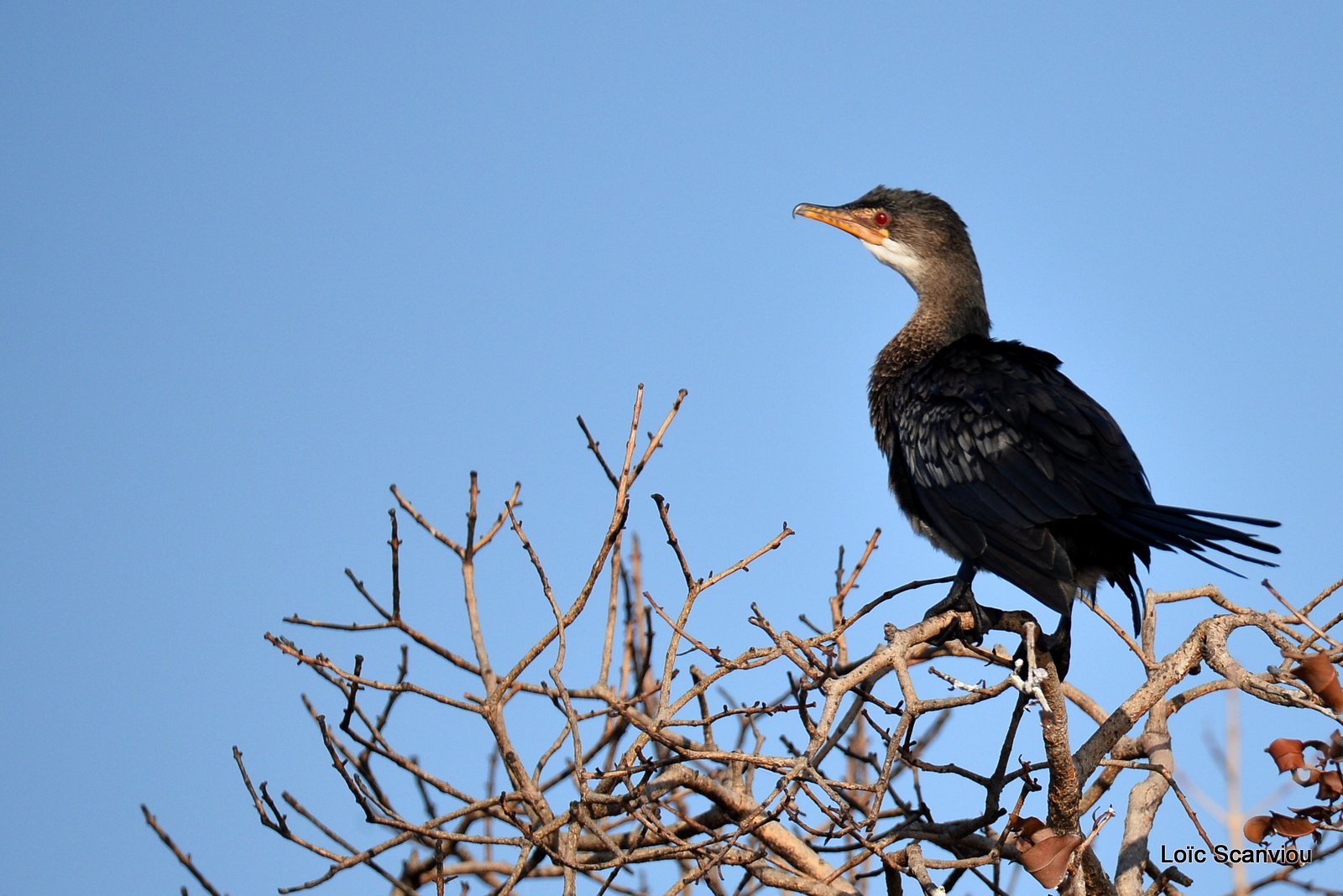Cormoran africain/Reed Cormorant (2)
