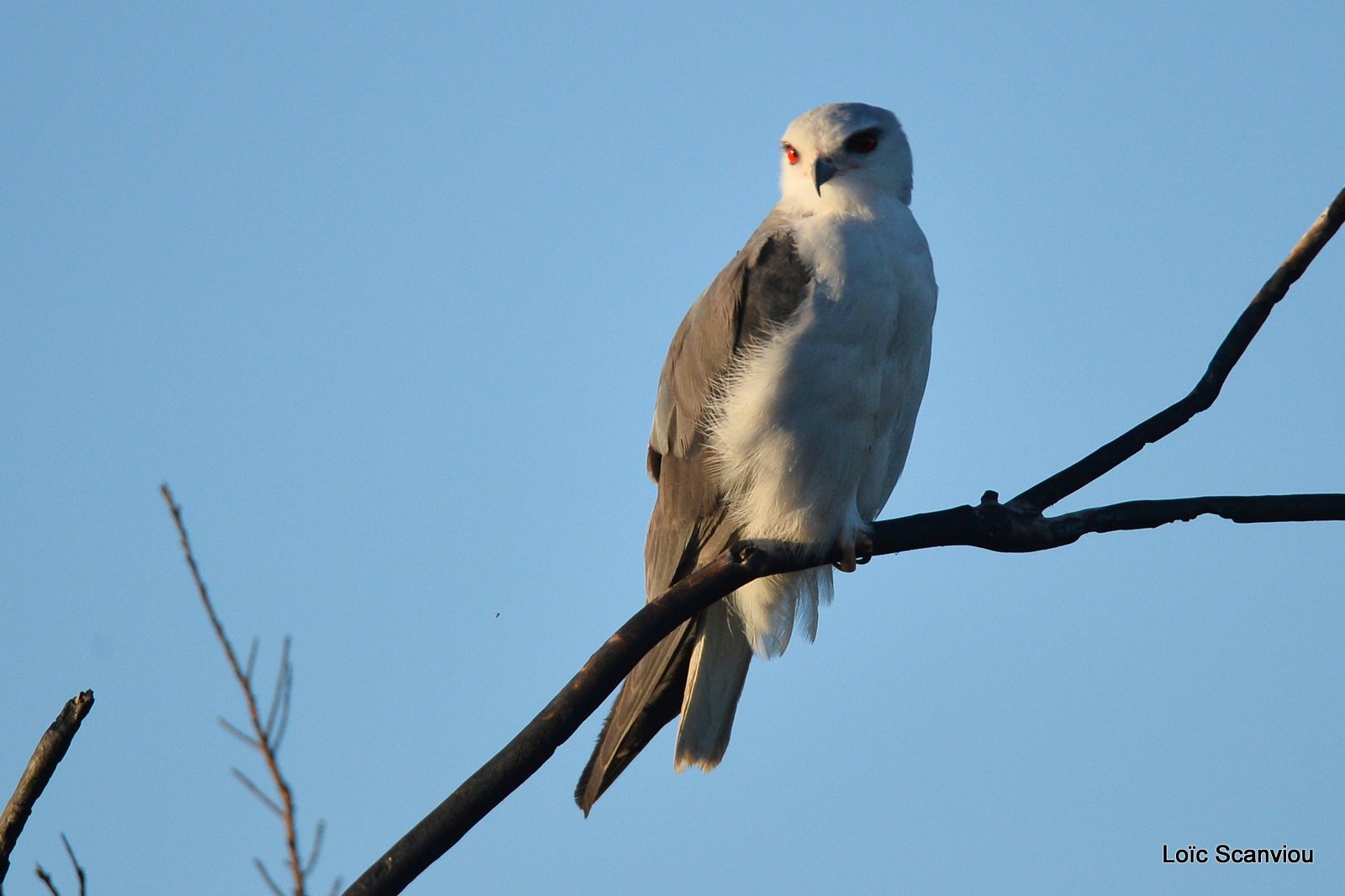 Élanion blanc/Black-shouldered Kite (1)