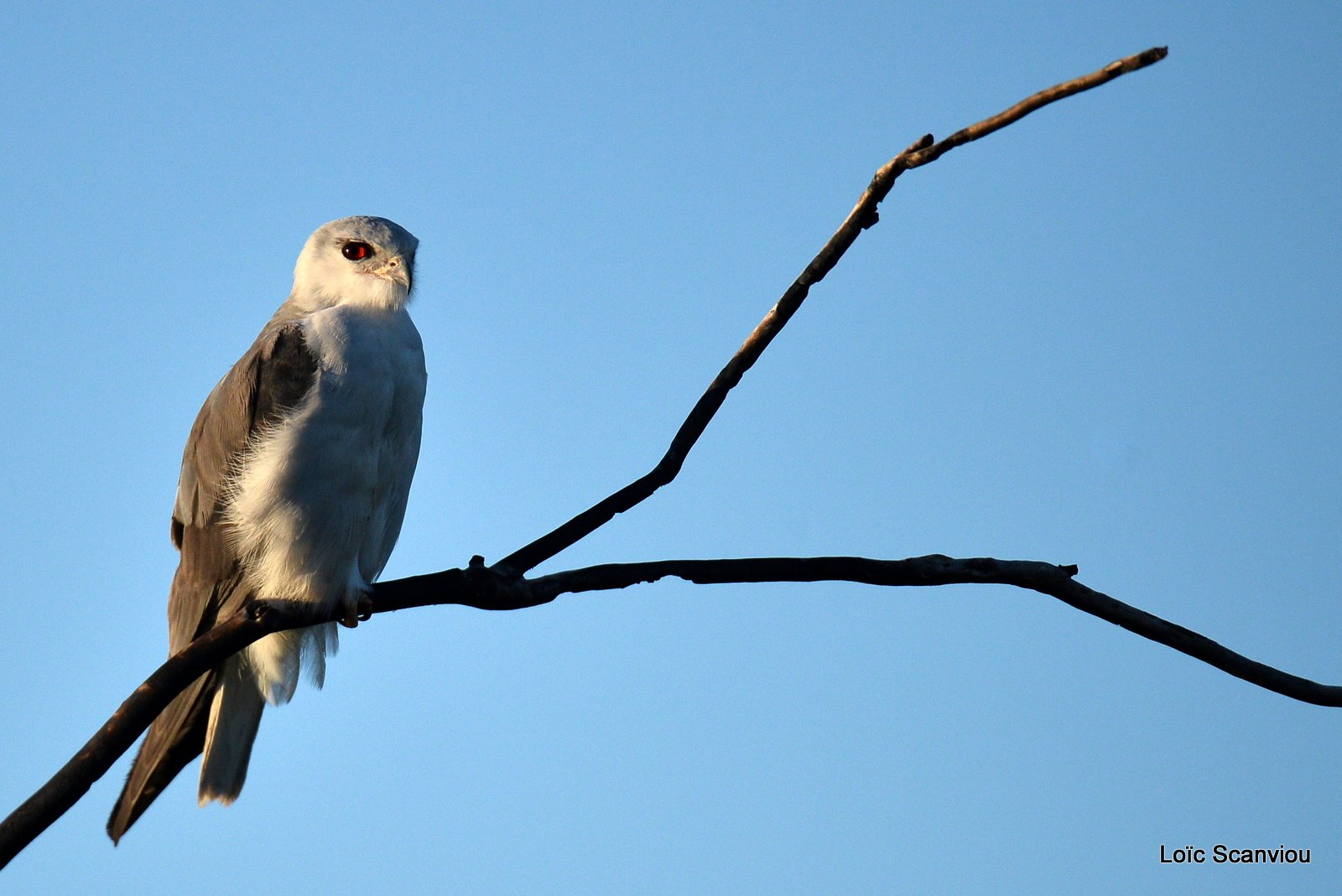Élanion blanc/Black-shouldered Kite (2)