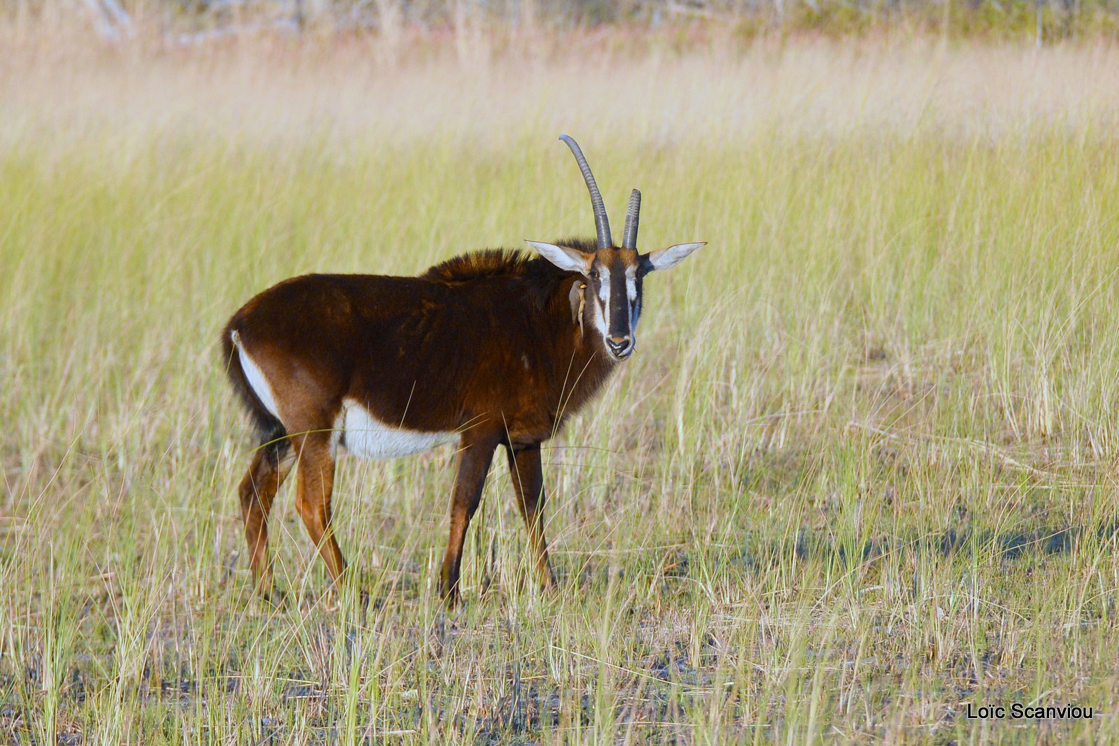 Hippotrague noir/Sable Antelope (1)