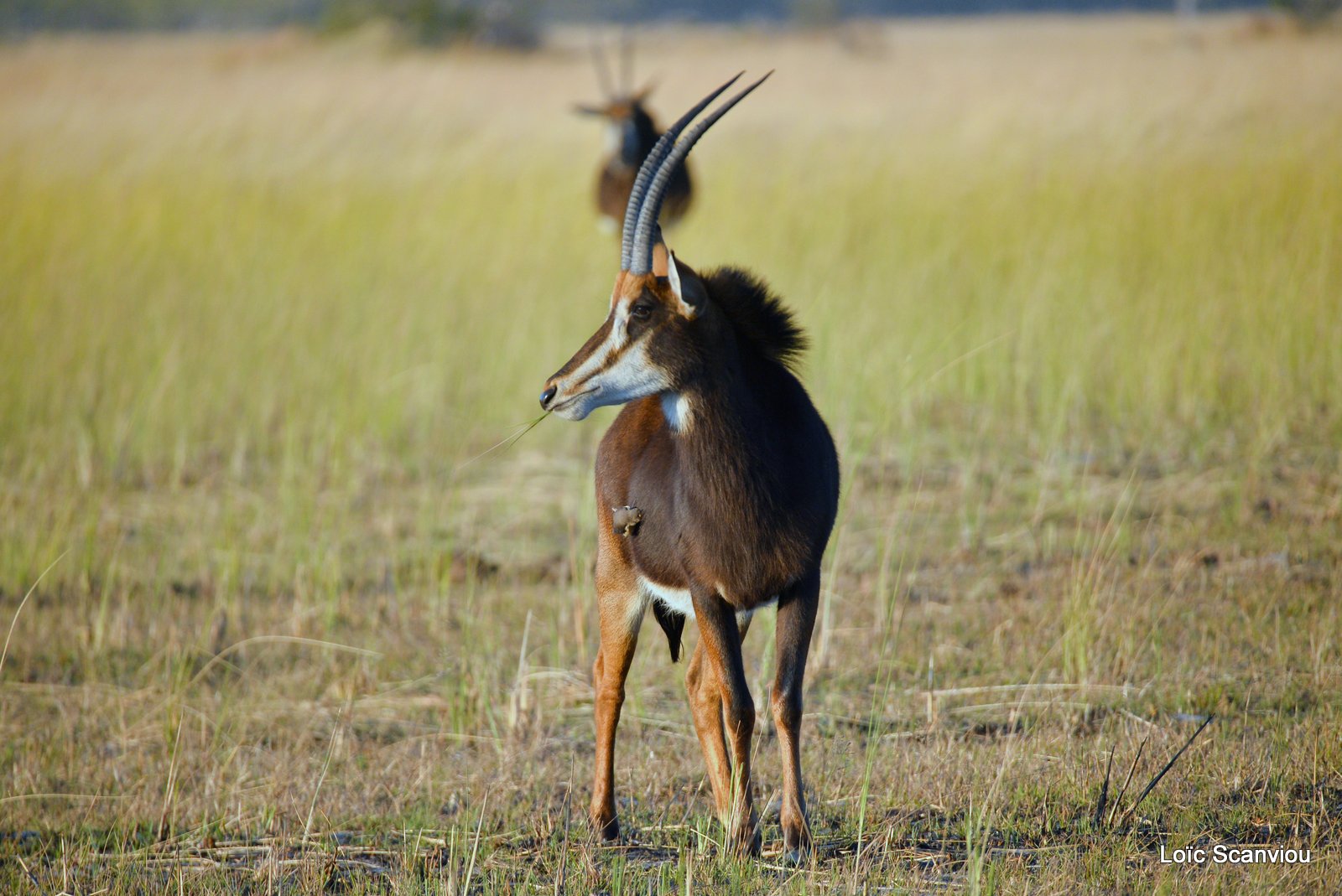 Hippotrague noir/Sable Antelope (2)