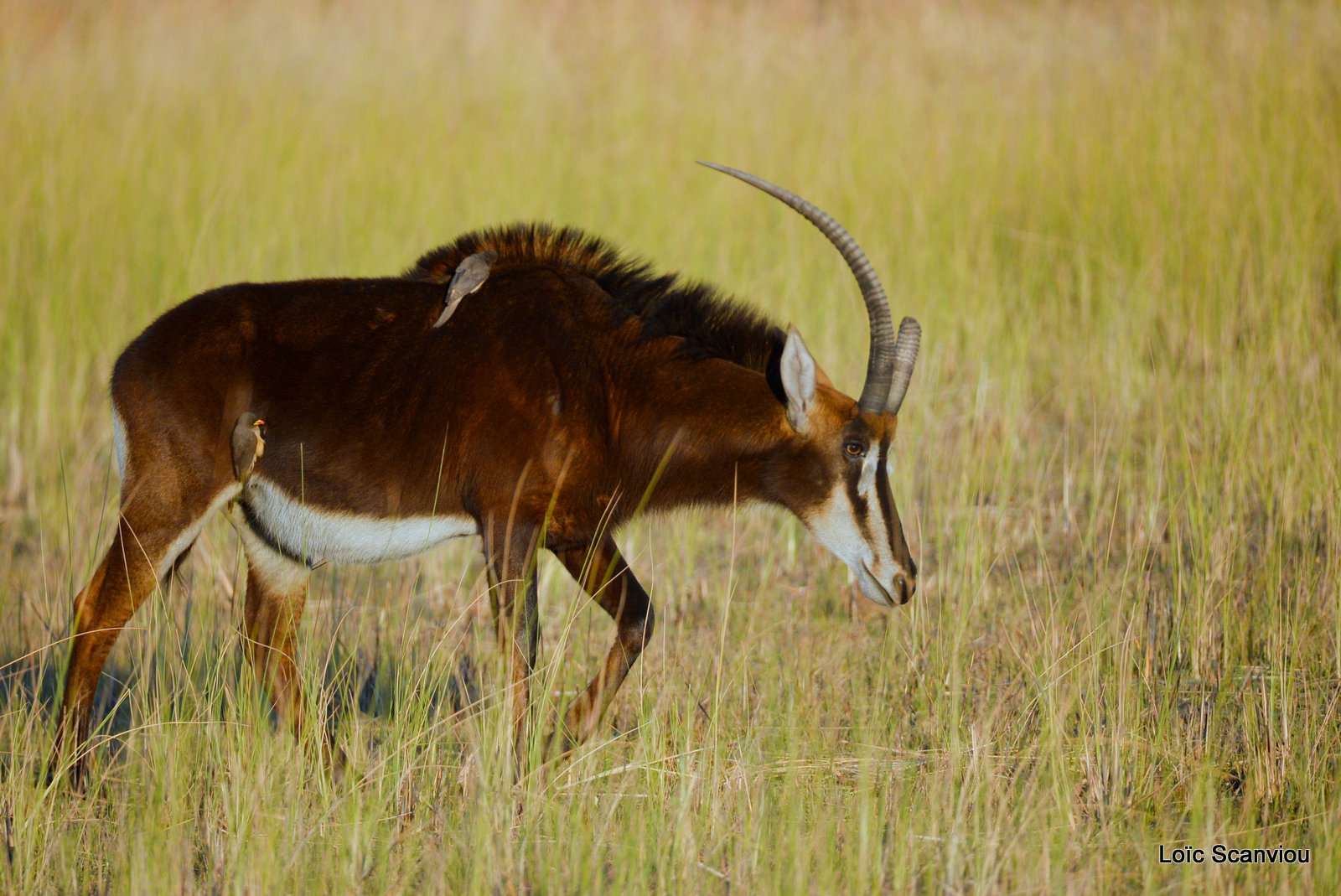 Hippotrague noir/Sable Antelope (3)