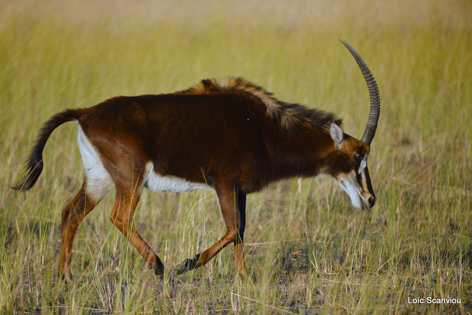 Hippotrague noir/Sable Antelope (4)