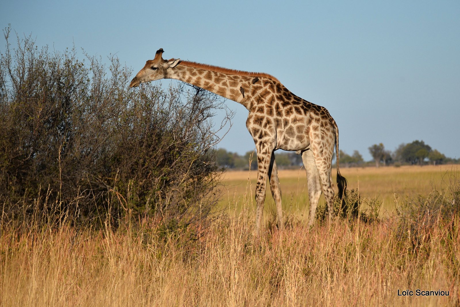 Girafe/Giraffe (2)