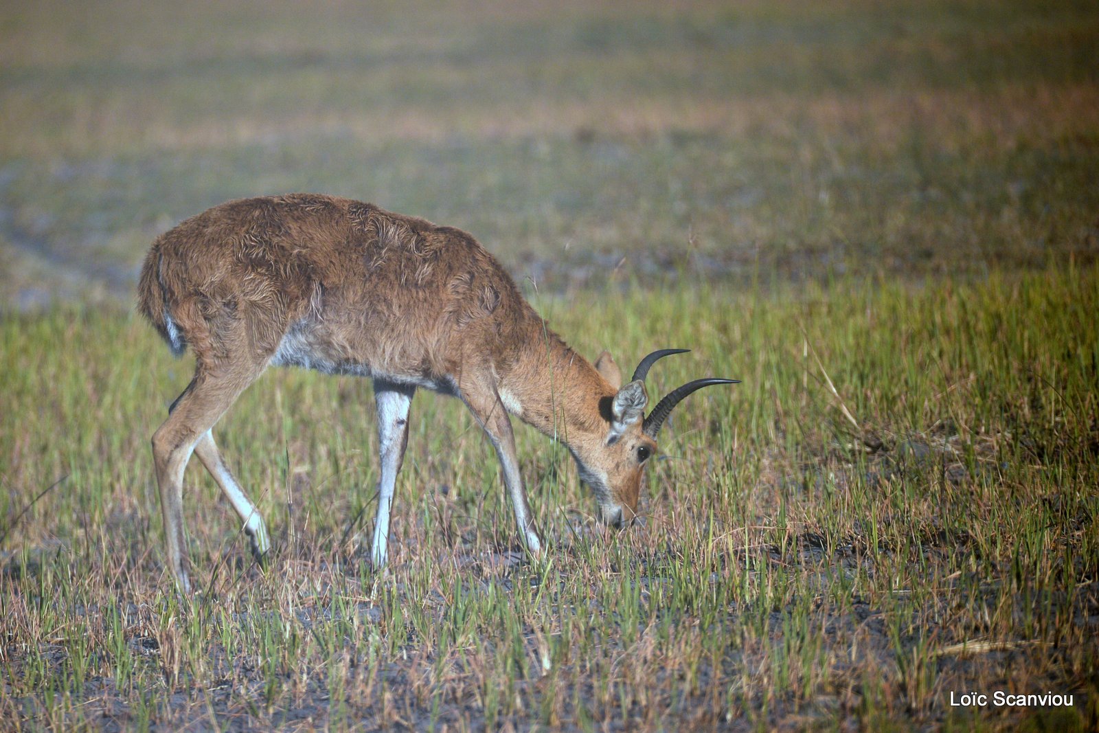 Redunca/Reedbuck (3)