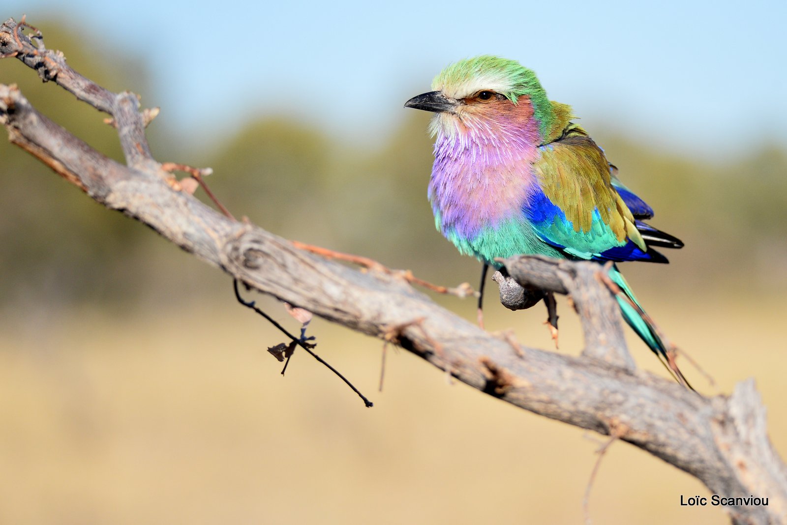 Rollier à longs brins/Lilac-Breasted Roller (1)