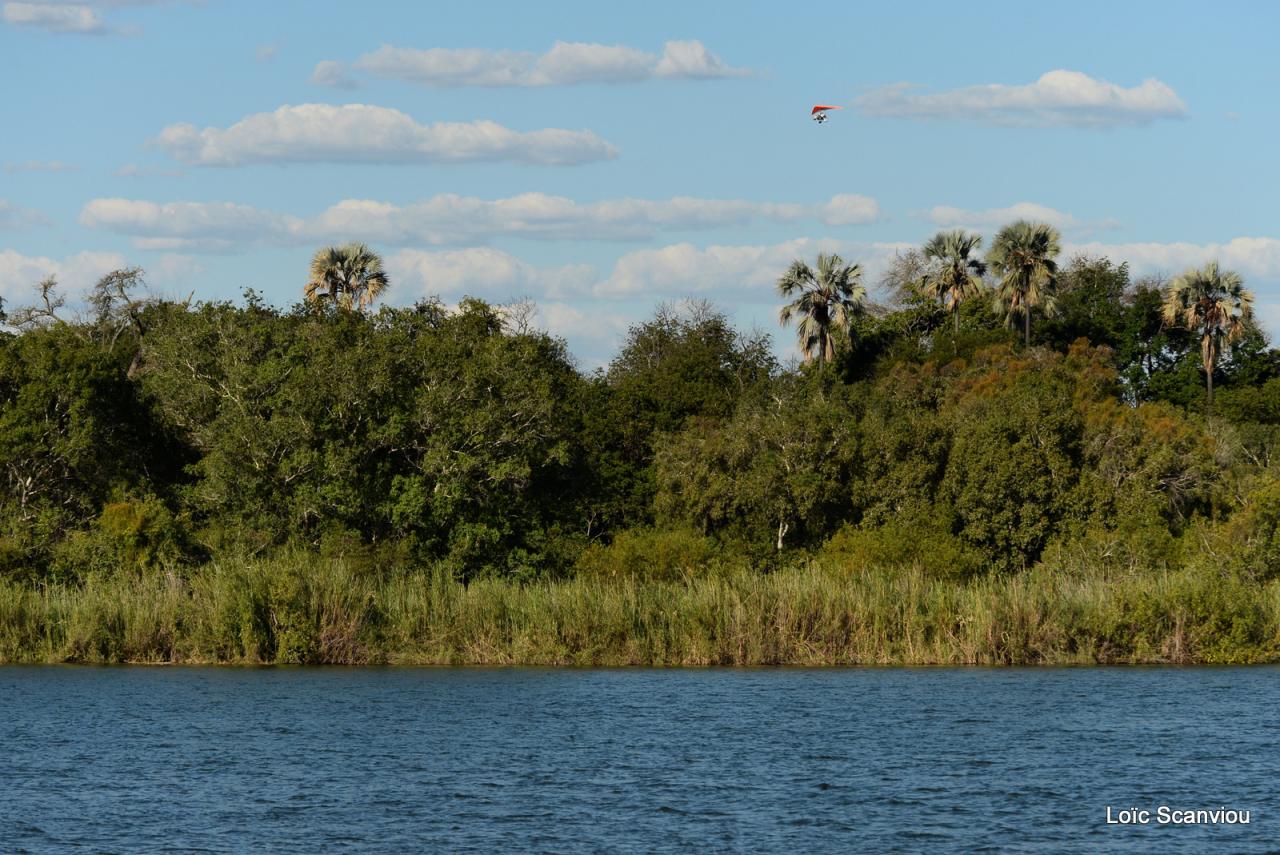 Zambezi cruise (1)