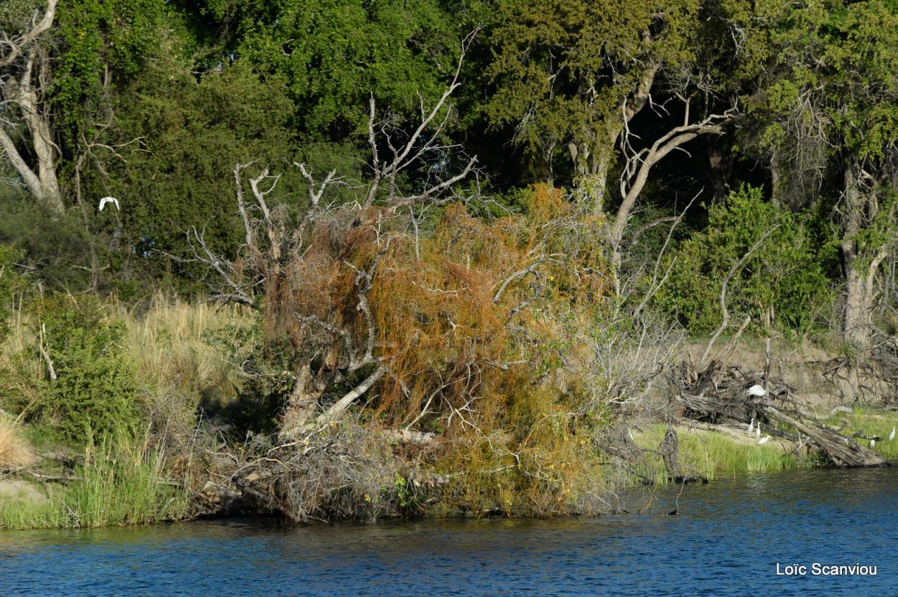 Zambezi cruise (14)
