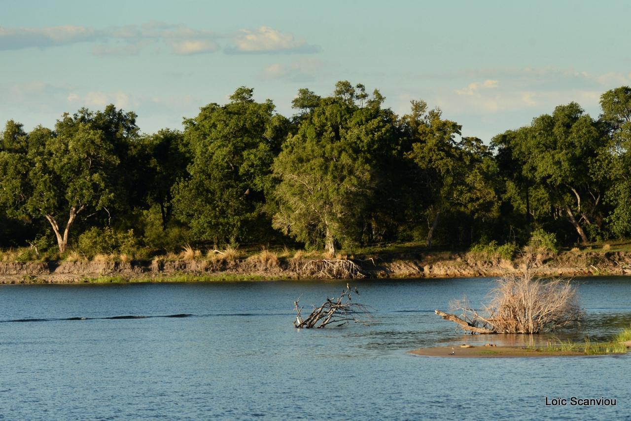 Zambezi cruise (16)