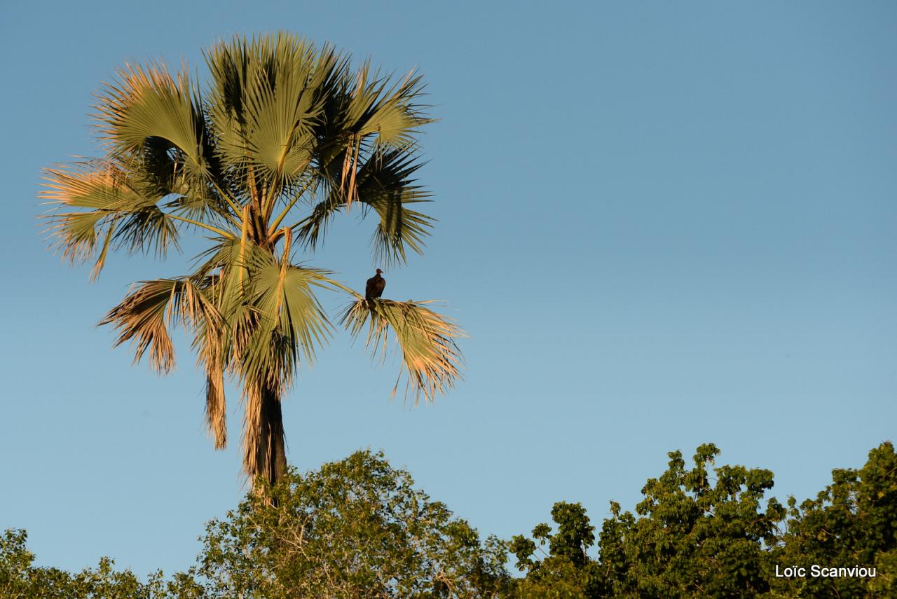 Zambezi cruise (18)
