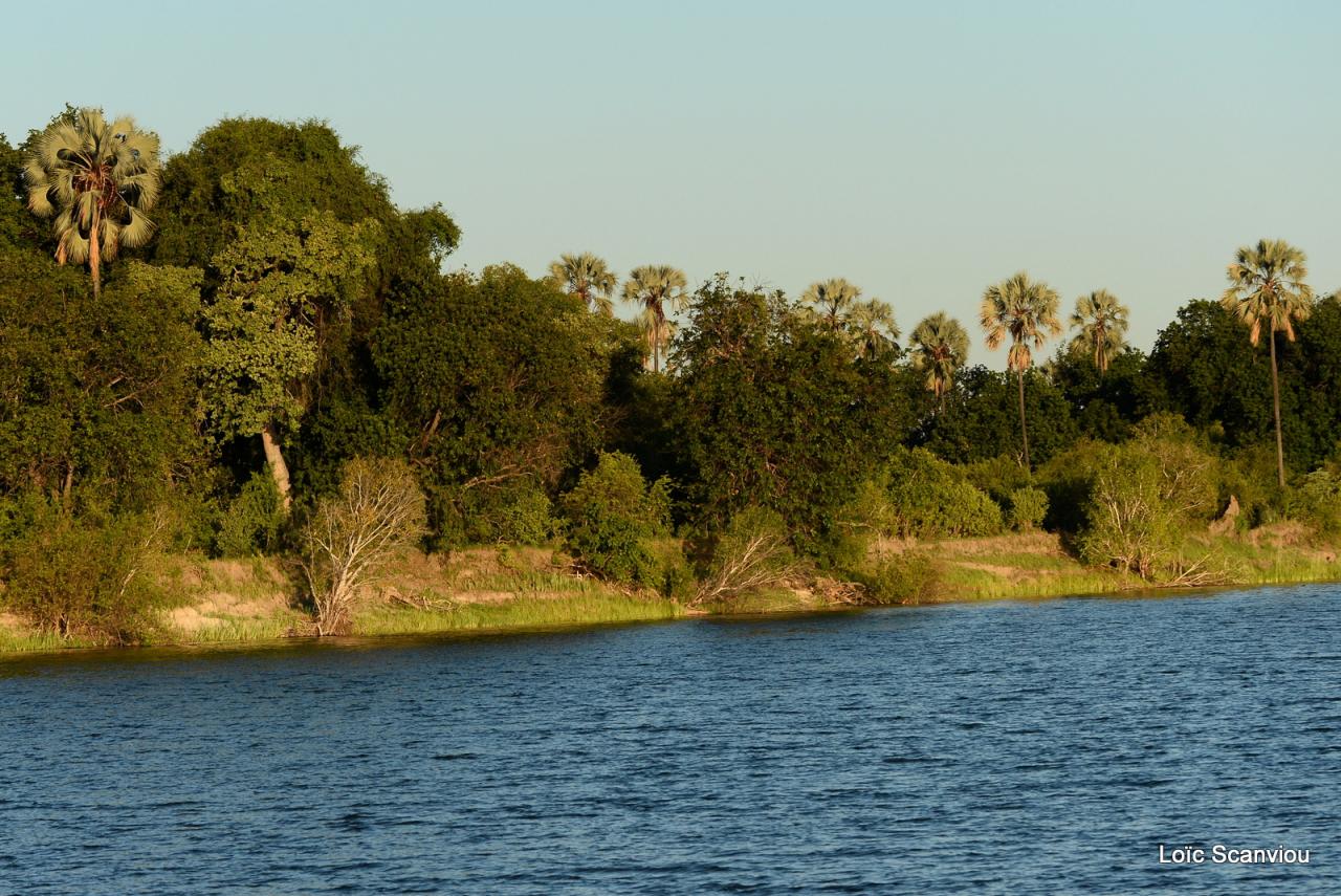 Zambezi cruise (19)