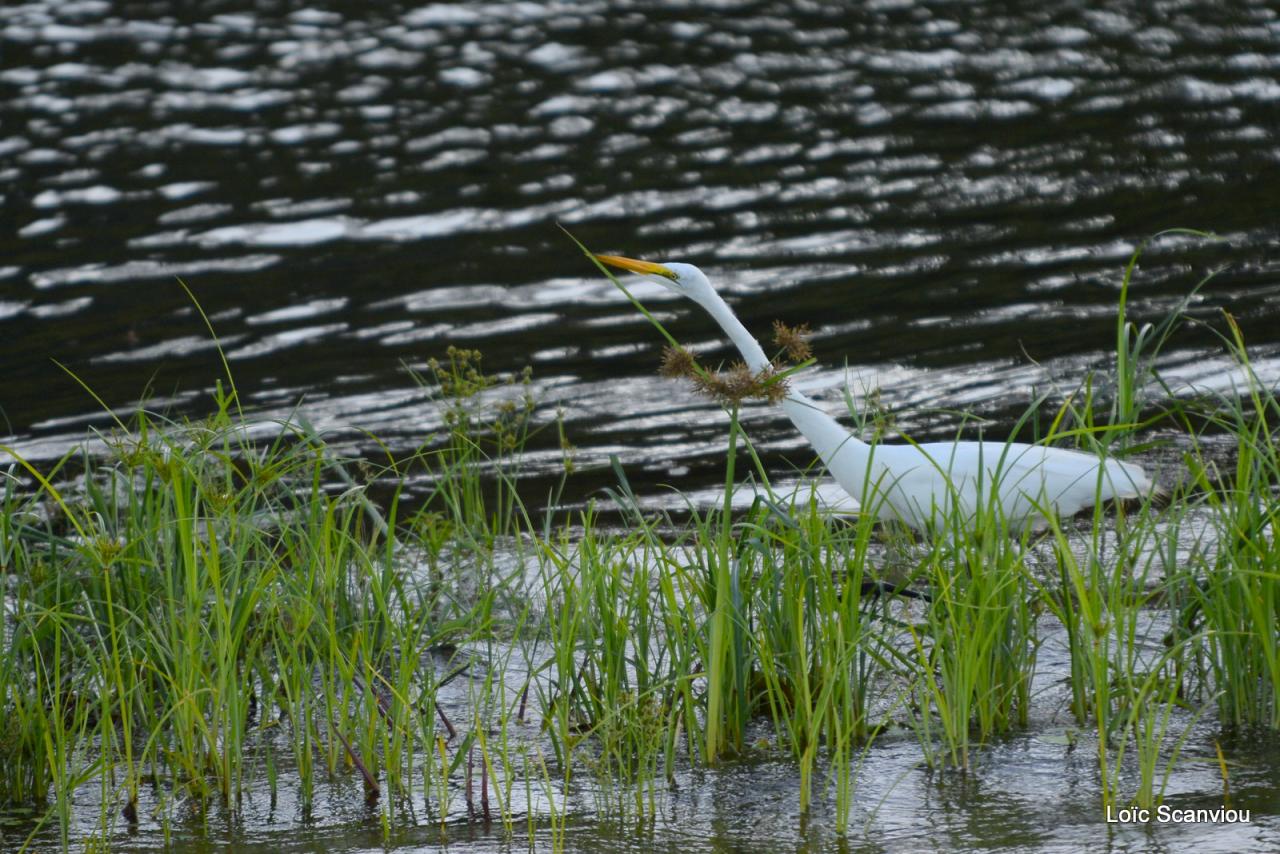 Zambezi cruise (20)