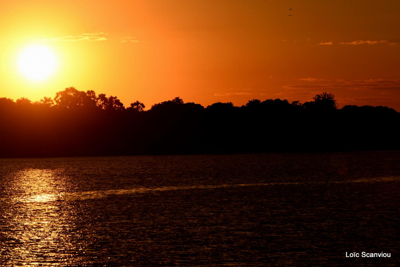 Zambezi cruise (23)