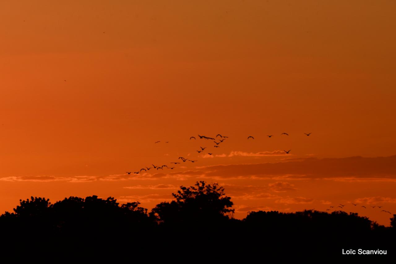 Zambezi cruise (25)