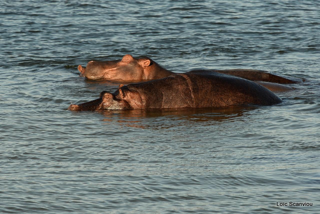 Hippopotame/Hippopotamus (4)