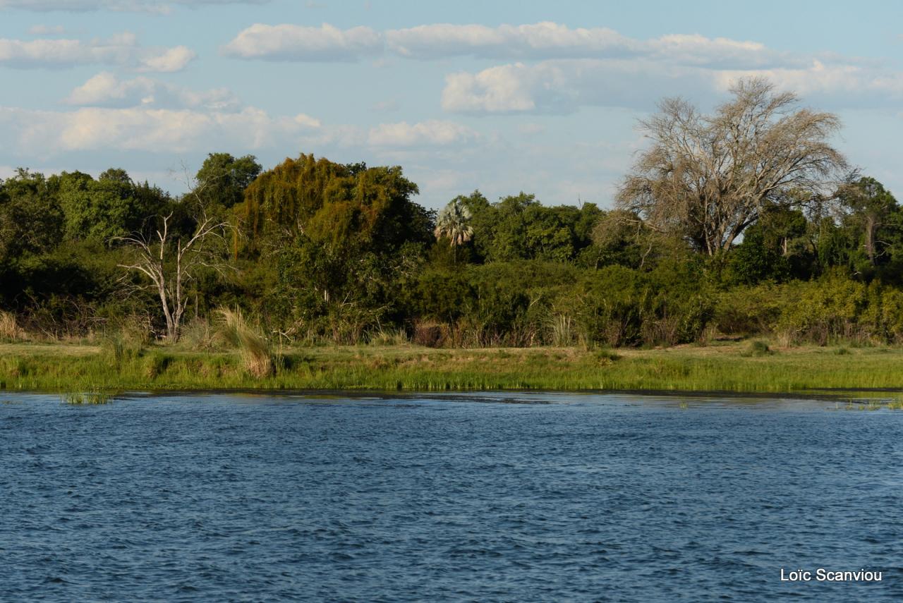 Zambezi cruise (6)