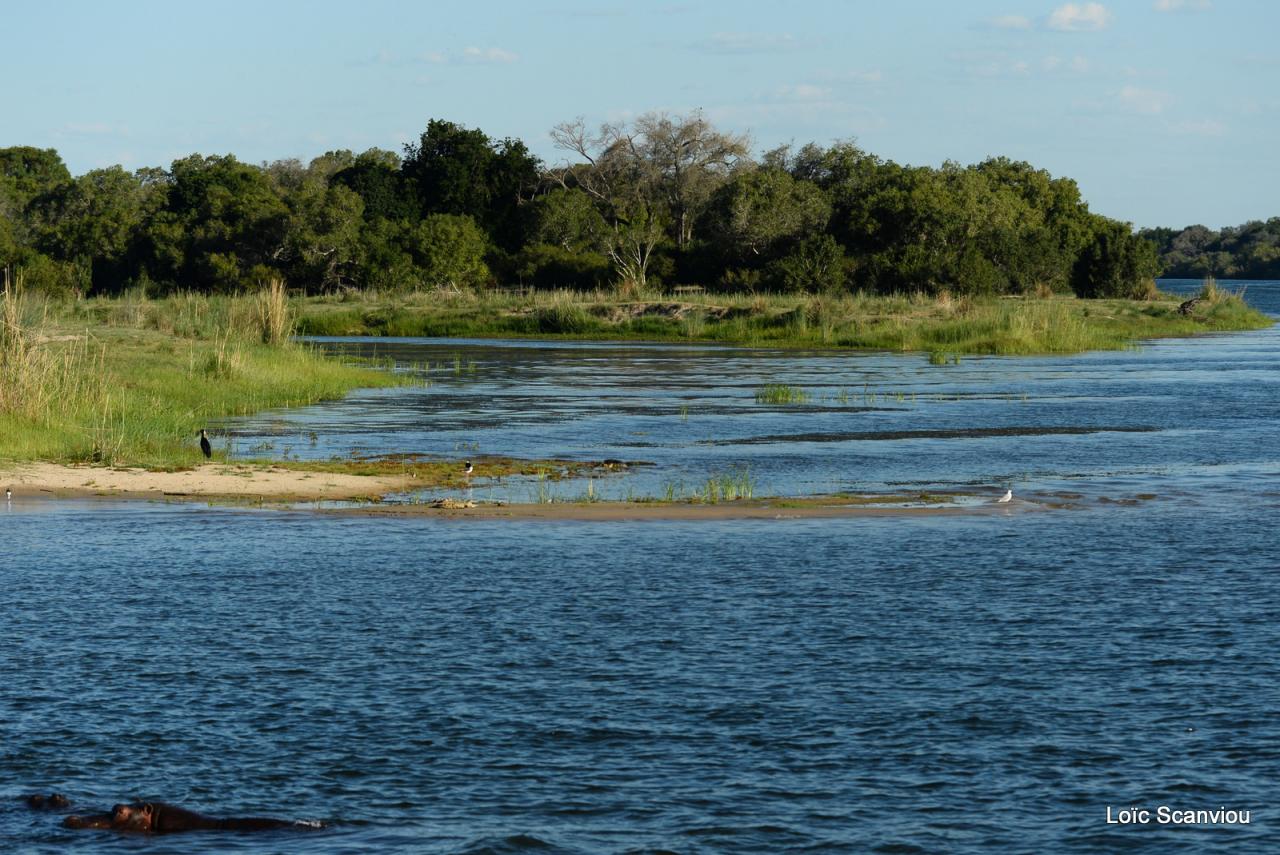 Zambezi cruise (8)