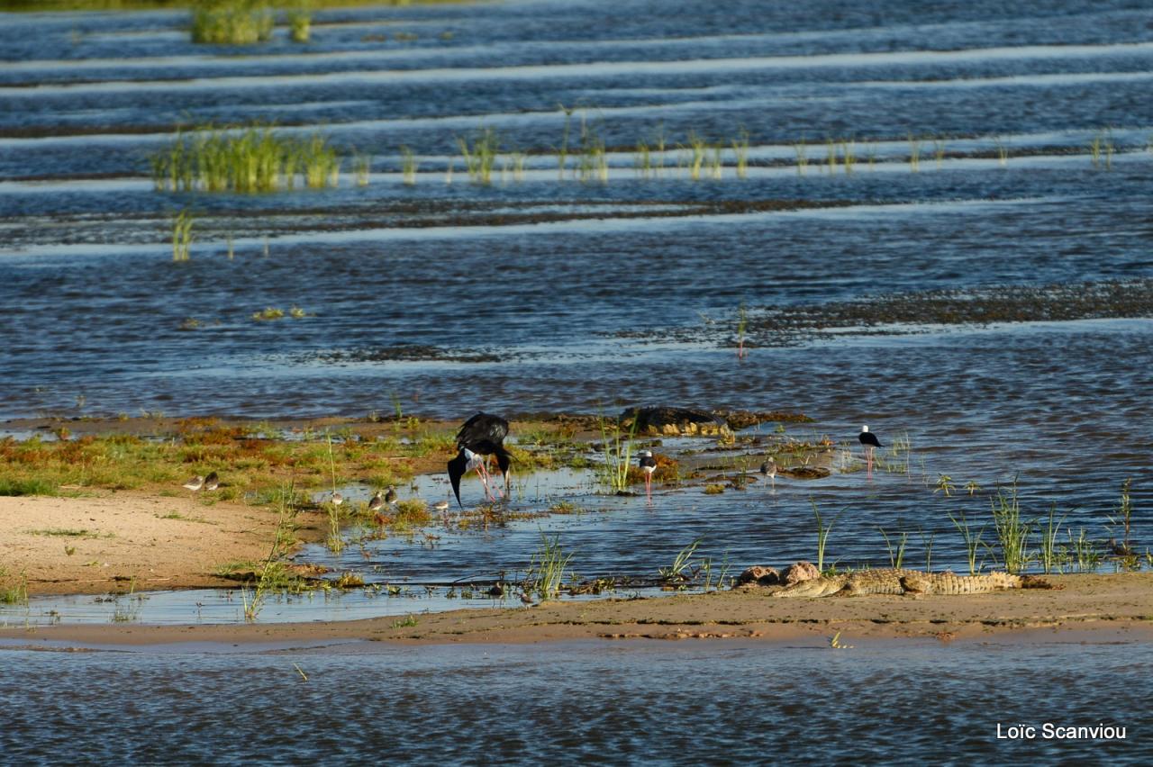 Zambezi cruise (9)
