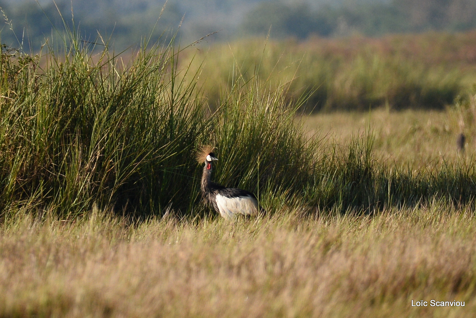 Grue royale/Grey Crowned Crane (1)