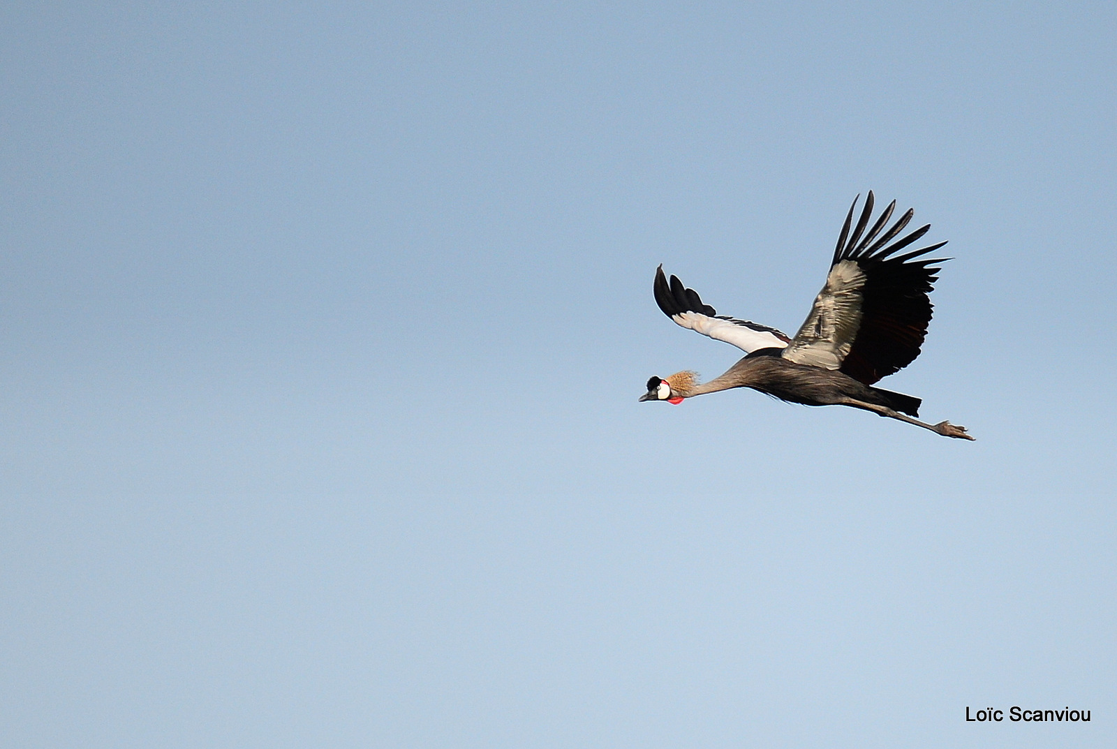 Grue royale/Grey Crowned Crane (2)