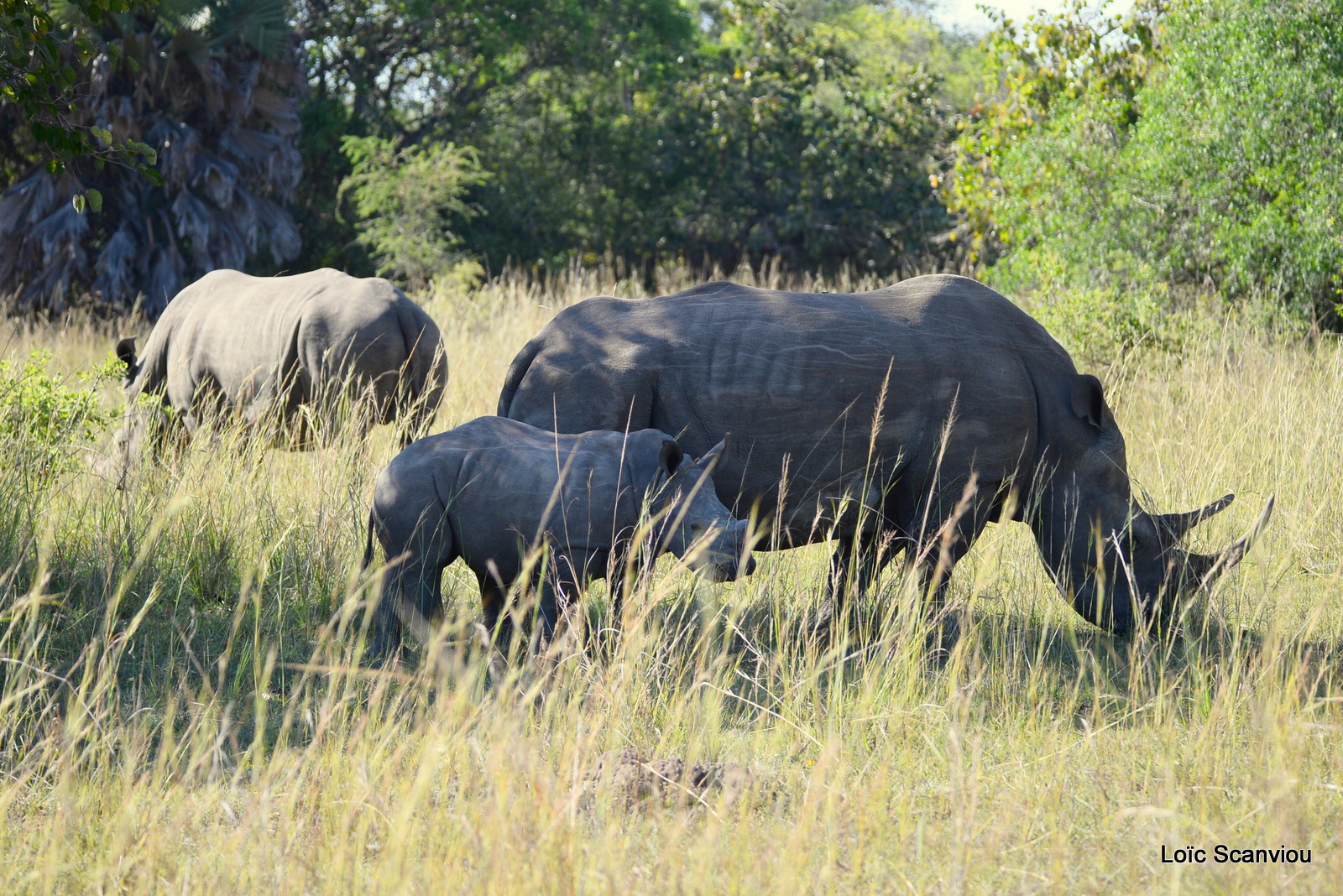 Rhinocéros blanc/White Rhinoceros (1)