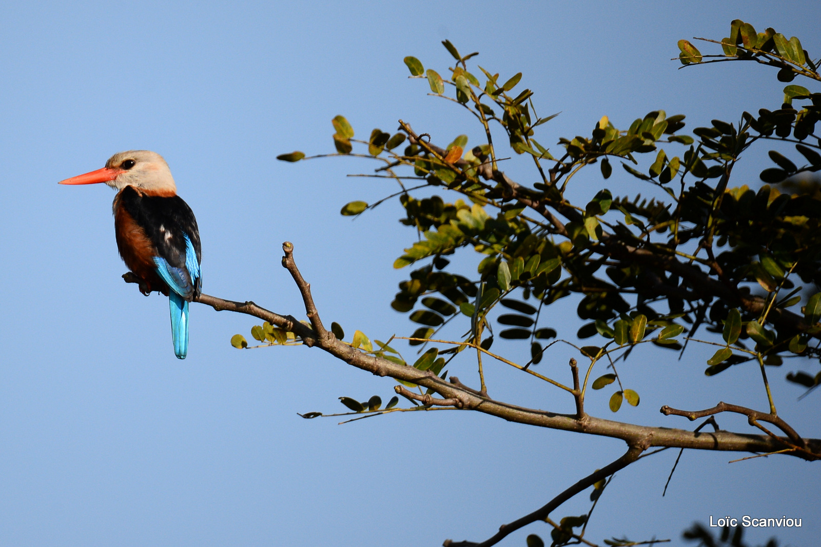 Martin-chasseur à tête grise/Grey-headed Kingfisher (2)