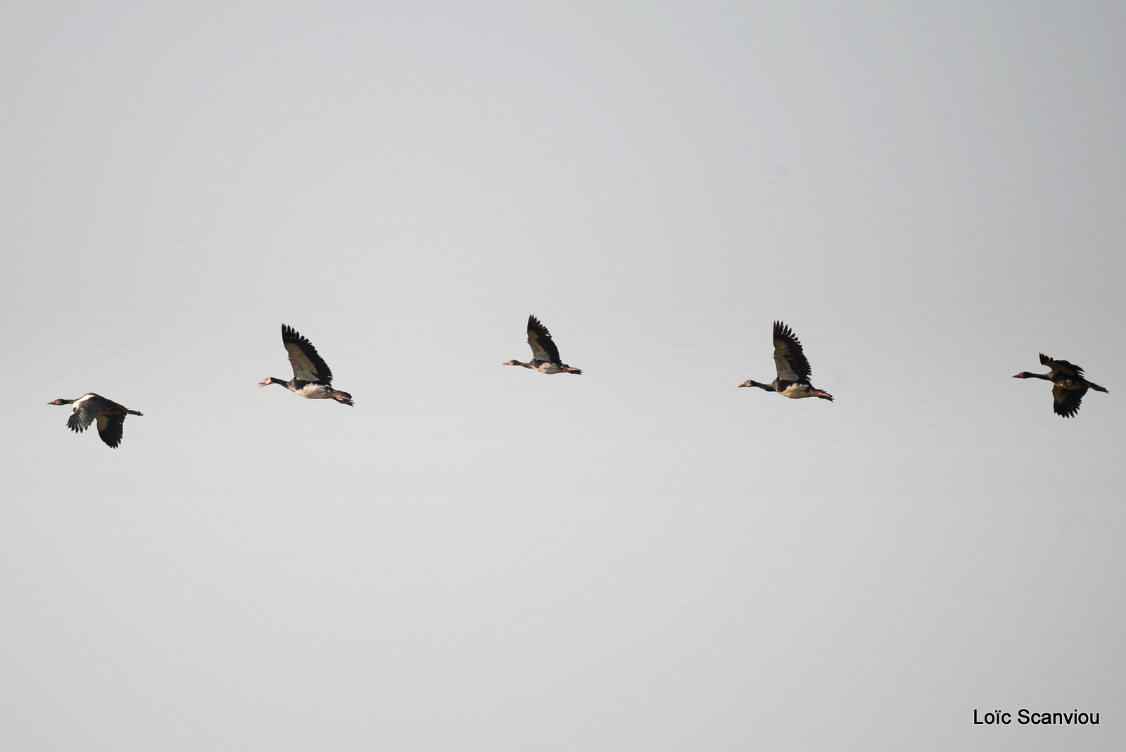 Oie armée de Gambie/Spur-winged Goose (1)