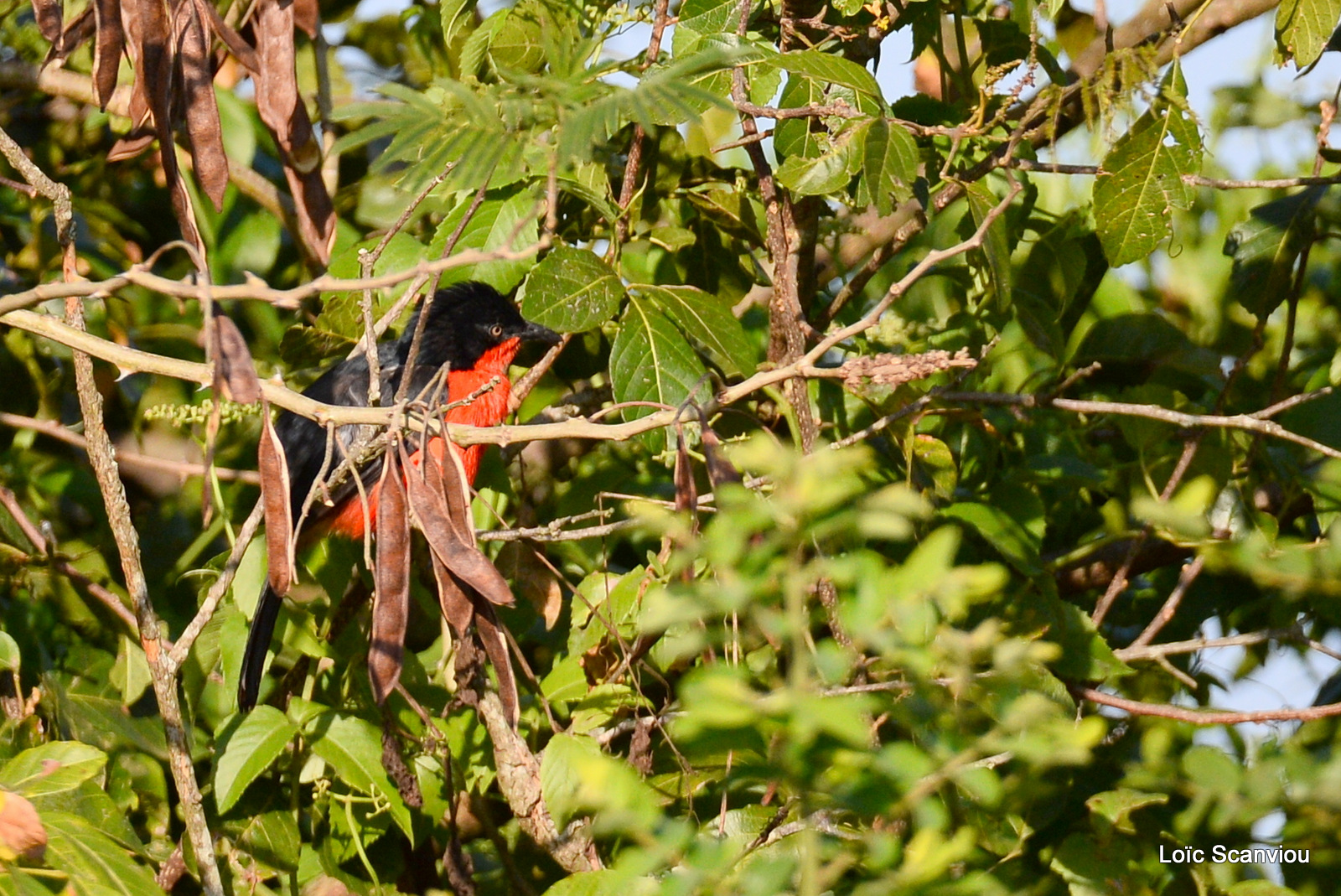 Gonolek à ventre rouge/Black-headed Gonolek (1)