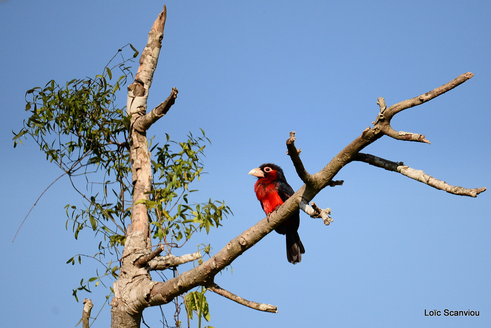 Barbican bidenté/Double-toothed Barbet (2)