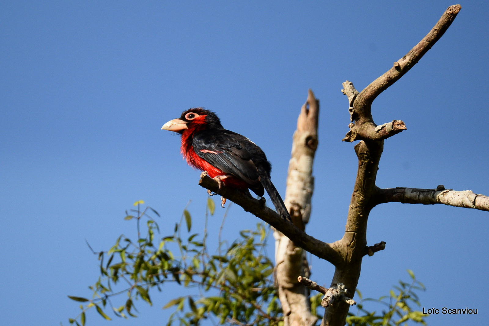 Barbican bidenté/Double-toothed Barbet (3)