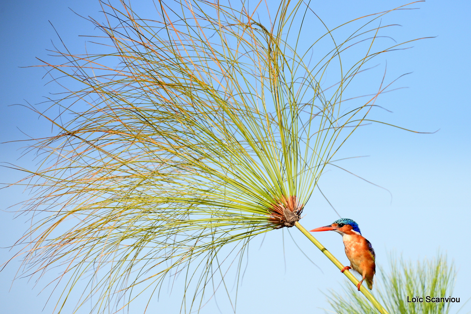 Martin-pêcheur huppé/Malachite Kingfisher (1)