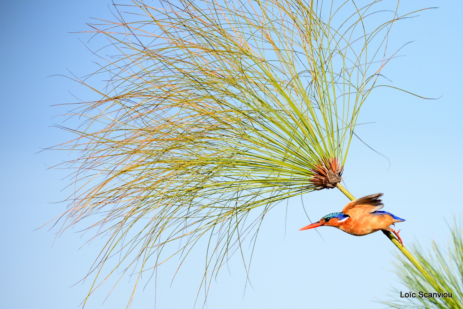 Martin-pêcheur huppé/Malachite Kingfisher (2)