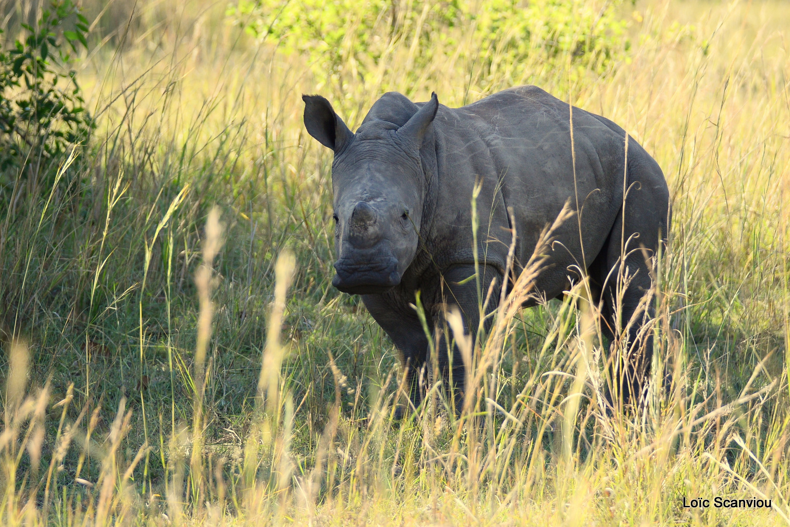 Rhinocéros blanc/White Rhinoceros (2)