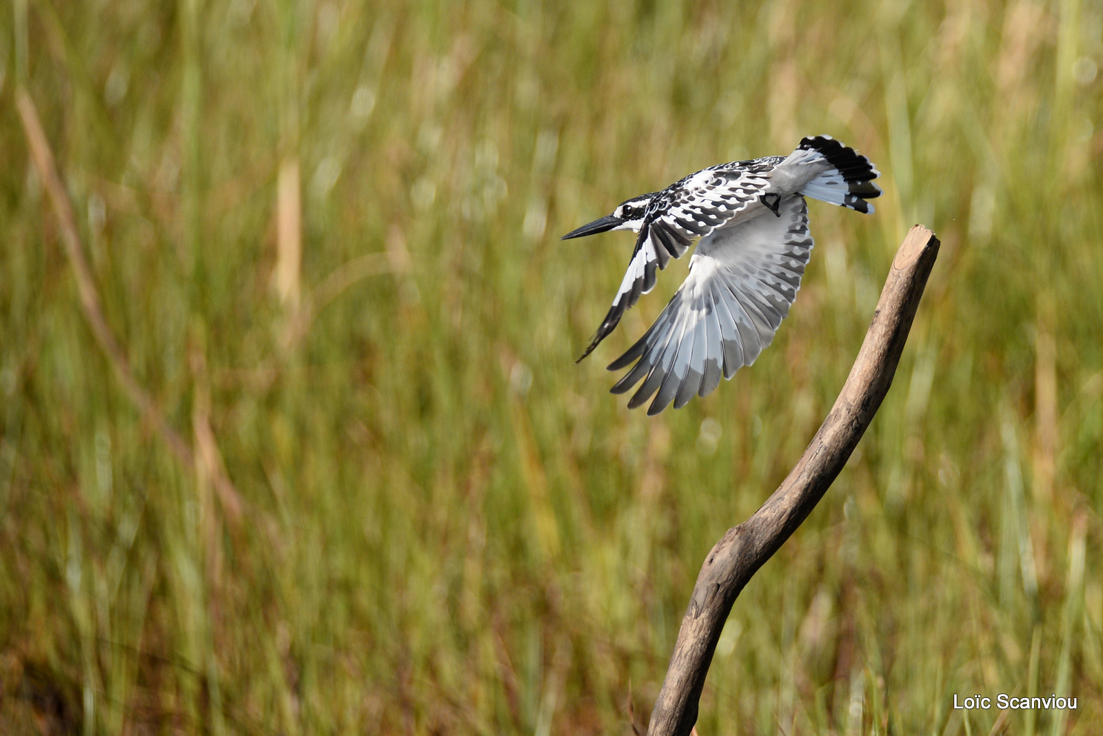 Martin-pêcheur pie/Pied Kingfisher (1)