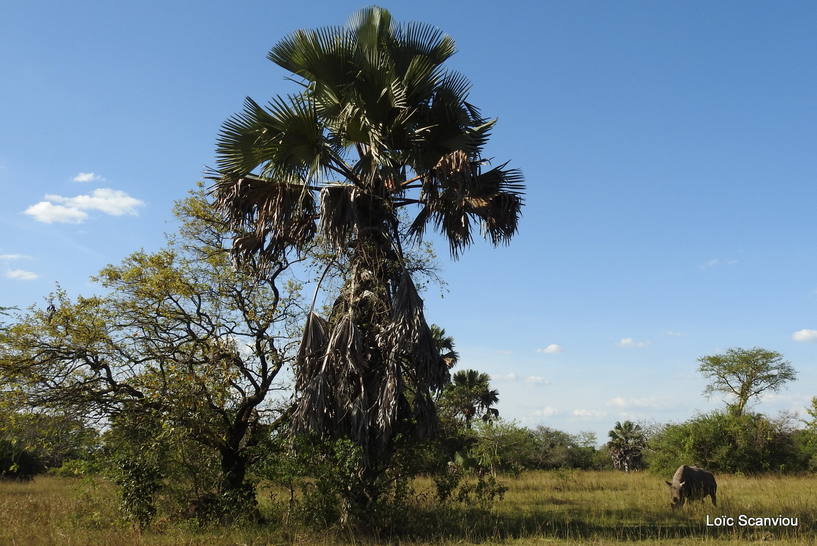 Ziwa Rhino Sanctuary (42)