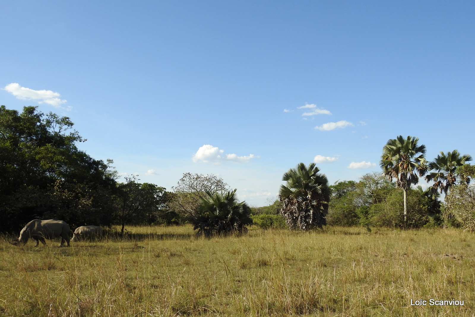 Ziwa Rhino Sanctuary (43)