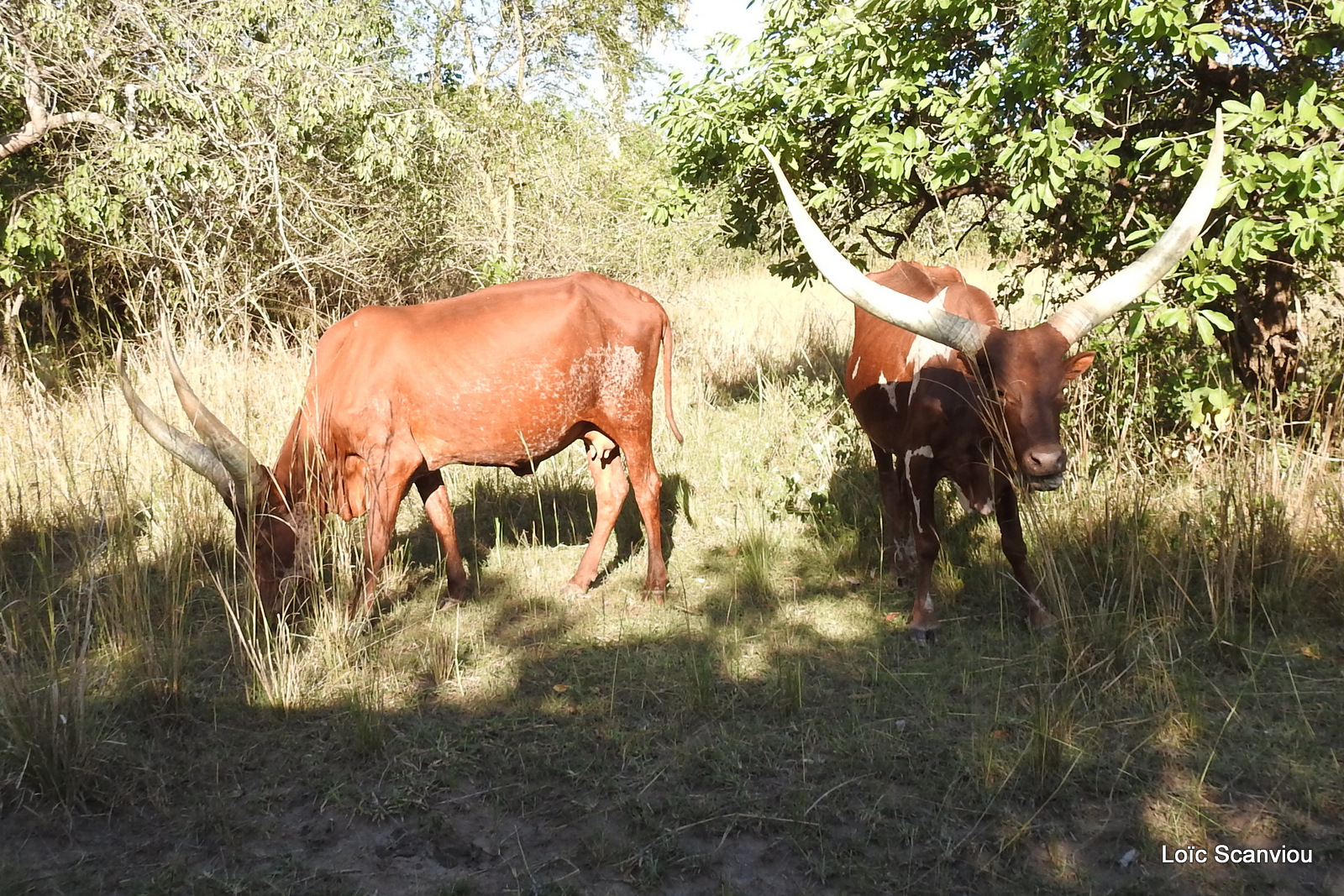 Watusi/Ankole Cow (1)