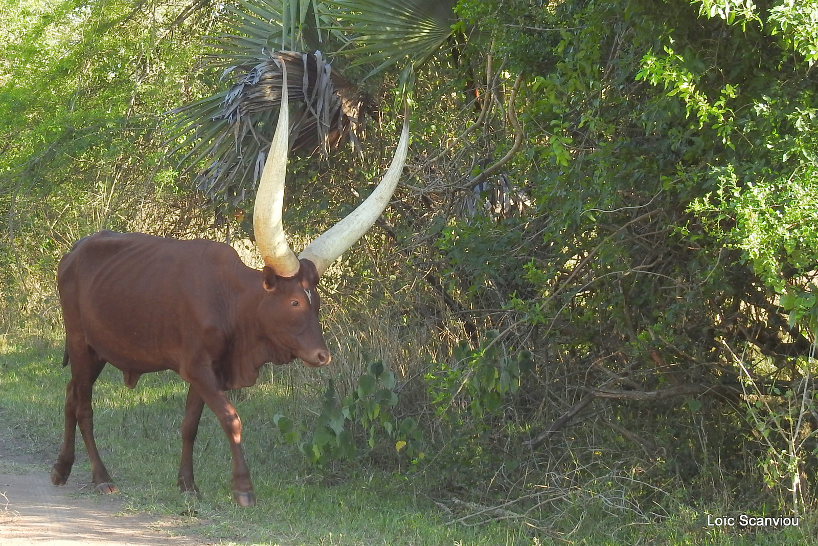 Watusi/Ankole Cow (2)